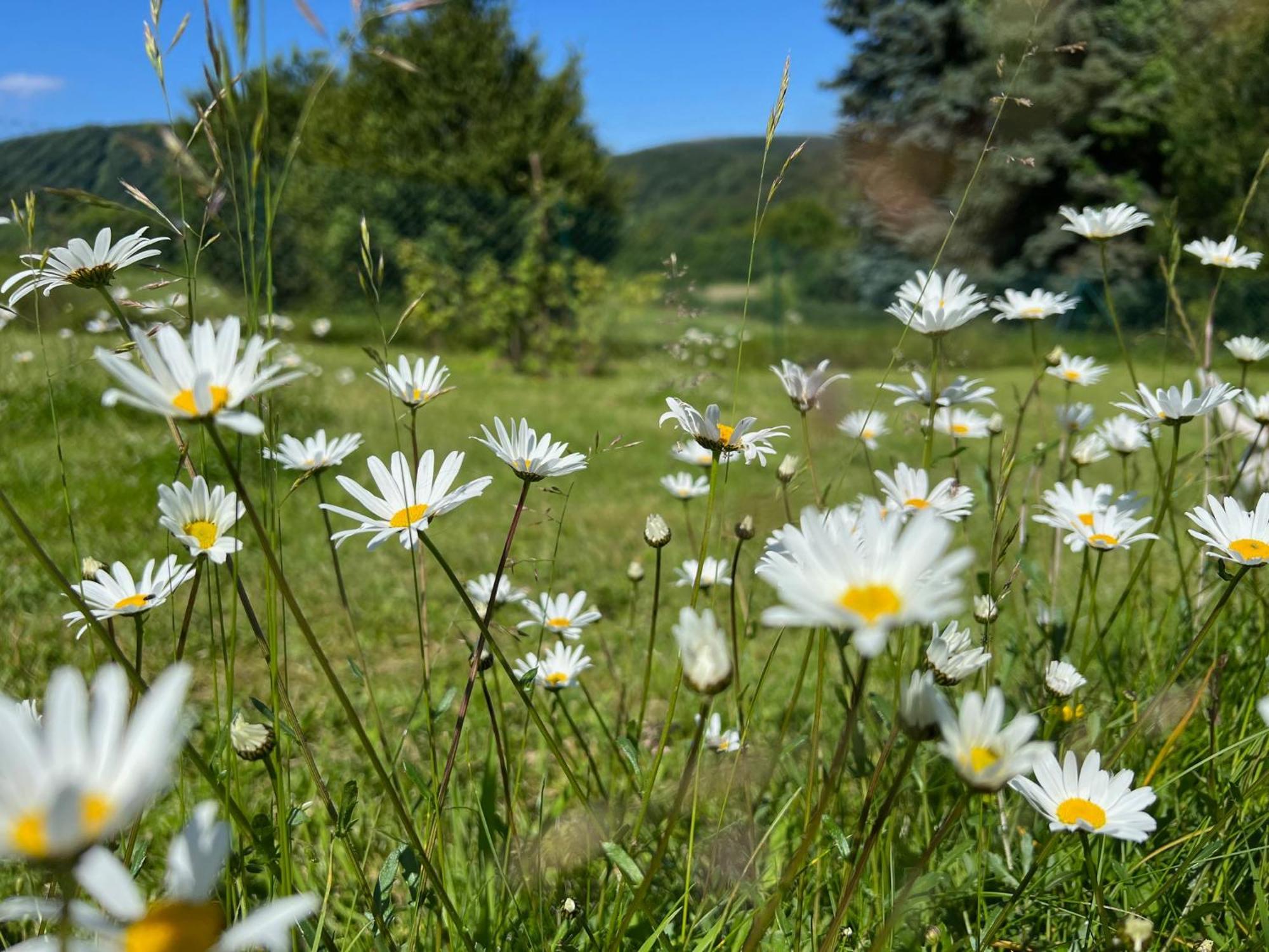 Ferienhaus Eifelone Heimbach Zewnętrze zdjęcie